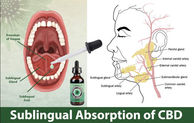 Sublingual absorption of cbd